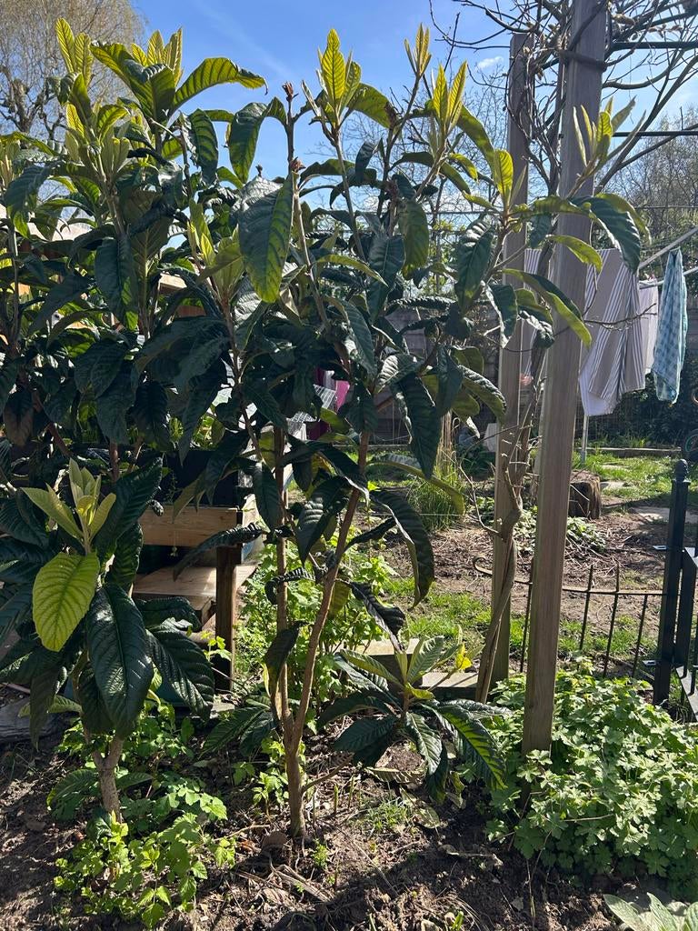 Japanse wolmispel boom uit turkije, Ophalen, Lente, Overige soorten, Volle zon