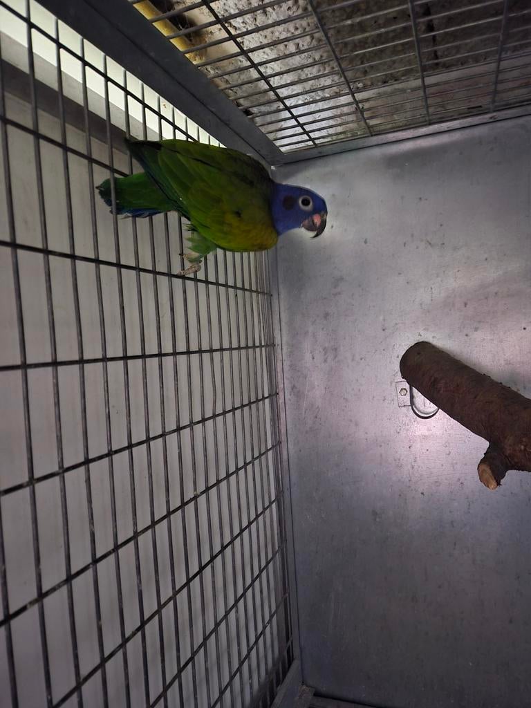 Bewezen pionus menstruus man
Van 2019, Dieren en Toebehoren, Mannelijk, Parkiet