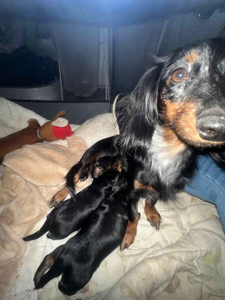 Teckel pups, Dieren en Toebehoren, Kaninchen, België, Particulier, Reu