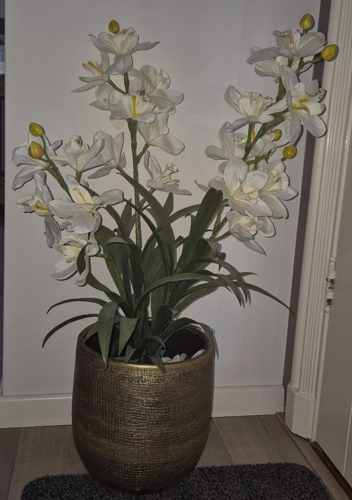 Orchidee in pot., Ophalen, Zo goed als nieuw