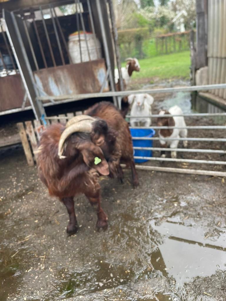 Boerbok boergeit, Dieren en Toebehoren, Mannelijk, Geit