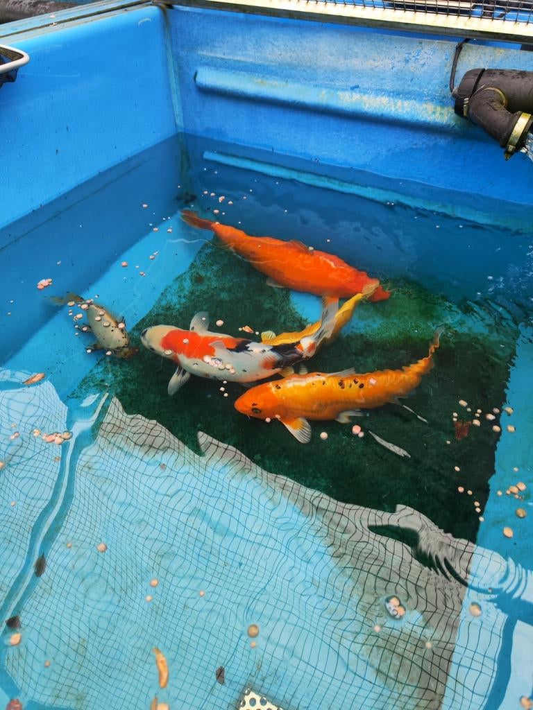 Jumbo koi 125 pst desgewenst bezorgd aan huis, Dieren en Toebehoren, Vissen | Vijvervissen, Karper of Koi