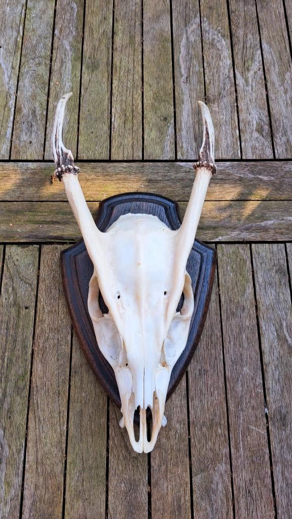 chineese muntjak gewei schedel, Ophalen of Verzenden, Zo goed als nieuw, Hert, Schedel