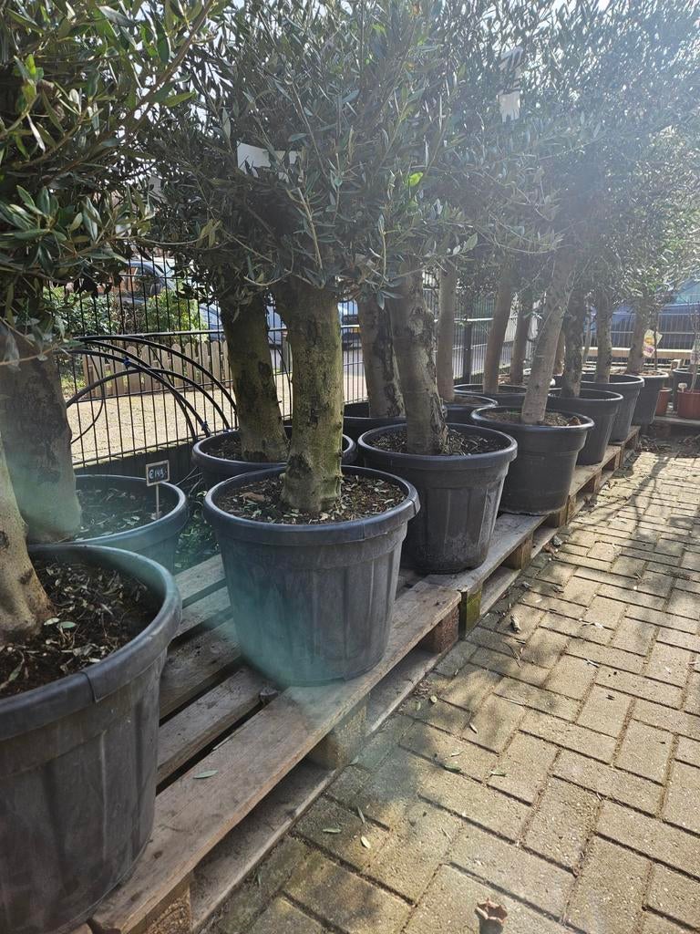 Olijfbomen 170cm hoog dikke stam 115-159 euro, Volle zon, Ophalen of Verzenden, 100 tot 250 cm, Olijfboom