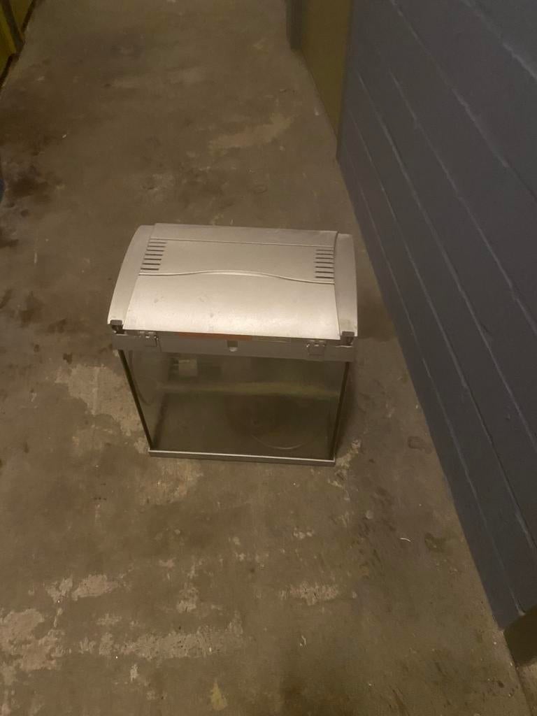 Ik heb geen ruimte meer vis aquarium, Dieren en Toebehoren, Vissen | Aquariumvissen, Vis, Zoetwatervis, Schoolvis