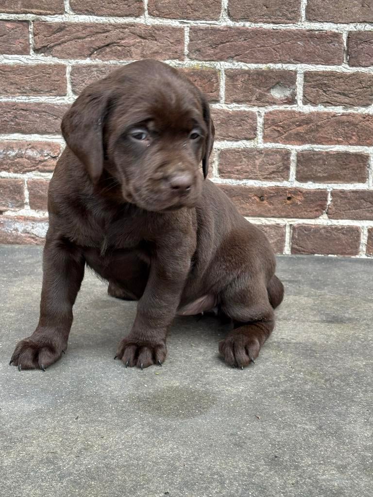 Lieve Labrador pups te koop, 8 tot 15 weken, Labrador retriever, Parvo, Meerdere