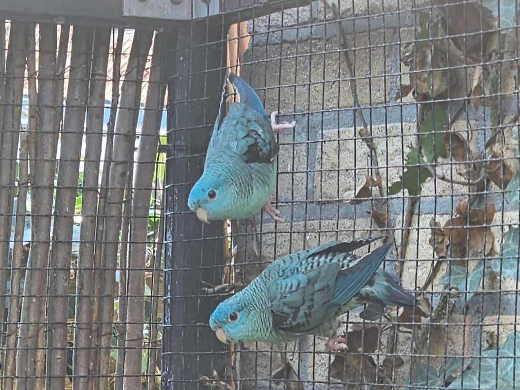 Catharina parkieten, Dieren en Toebehoren, Vogels | Parkieten en Papegaaien, Meerdere dieren, Parkiet