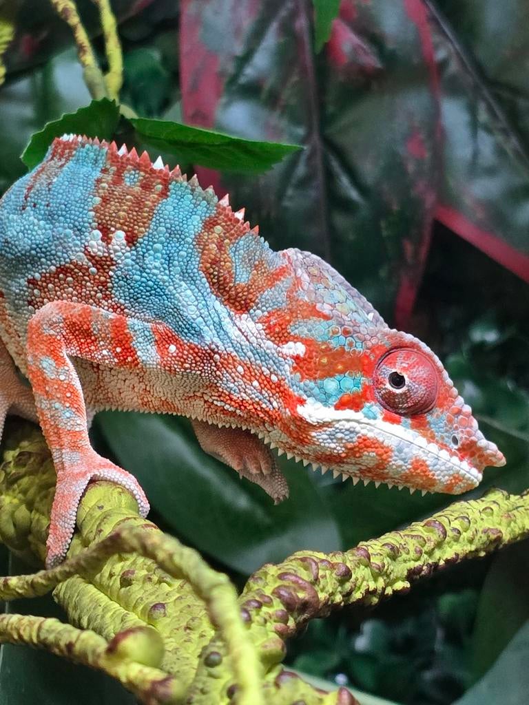 Prachtige furcifer Pardalis Chameleon - unknown for sale from Lost Treasures