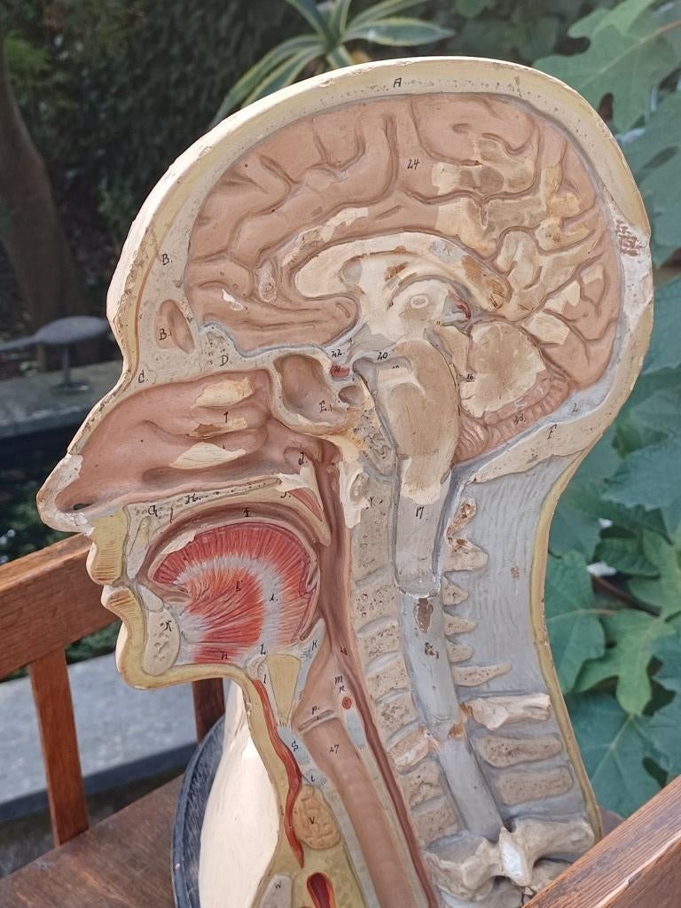 antiek anatomisch hoofd gips leermiddel circa 1900 - 1930, Ophalen