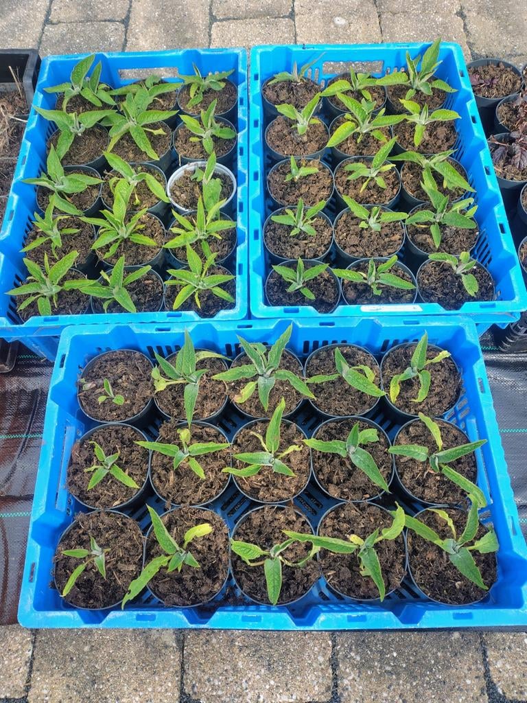Russische smeerwortel Bocking 14, Tuin en Terras, Planten | Tuinplanten, Ophalen, Vaste plant, Halfschaduw, Kruiden