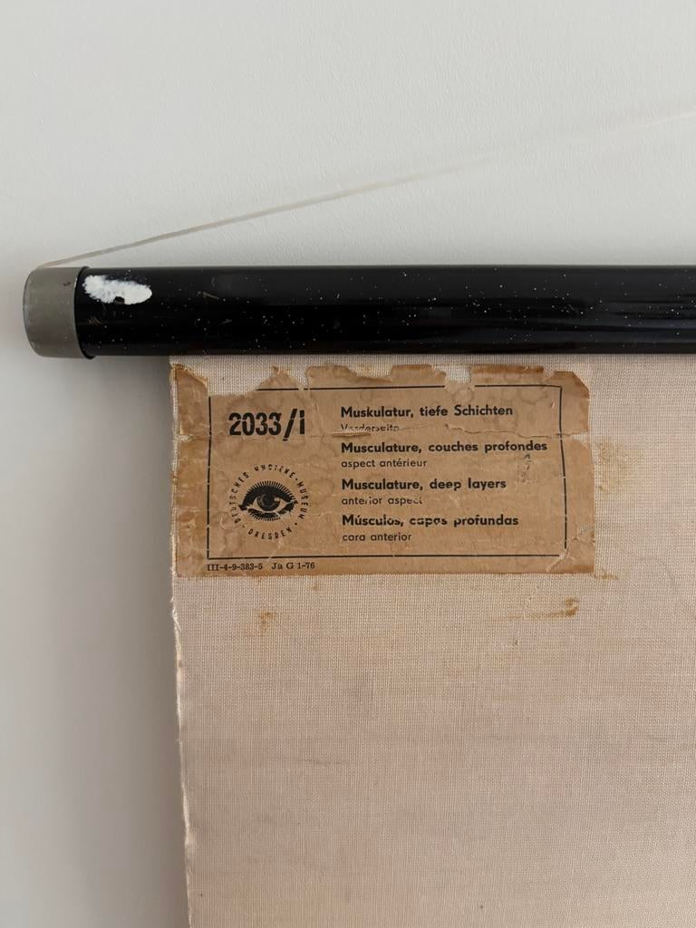 Originele anatomisch schoolplaat Deutsches Hygiene-Museum, Antiek en Kunst, Ophalen, Natuur en Biologie