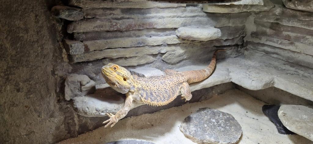 Baardagaam met hoek terrarium Bearded Dragon - unknown for sale from danny