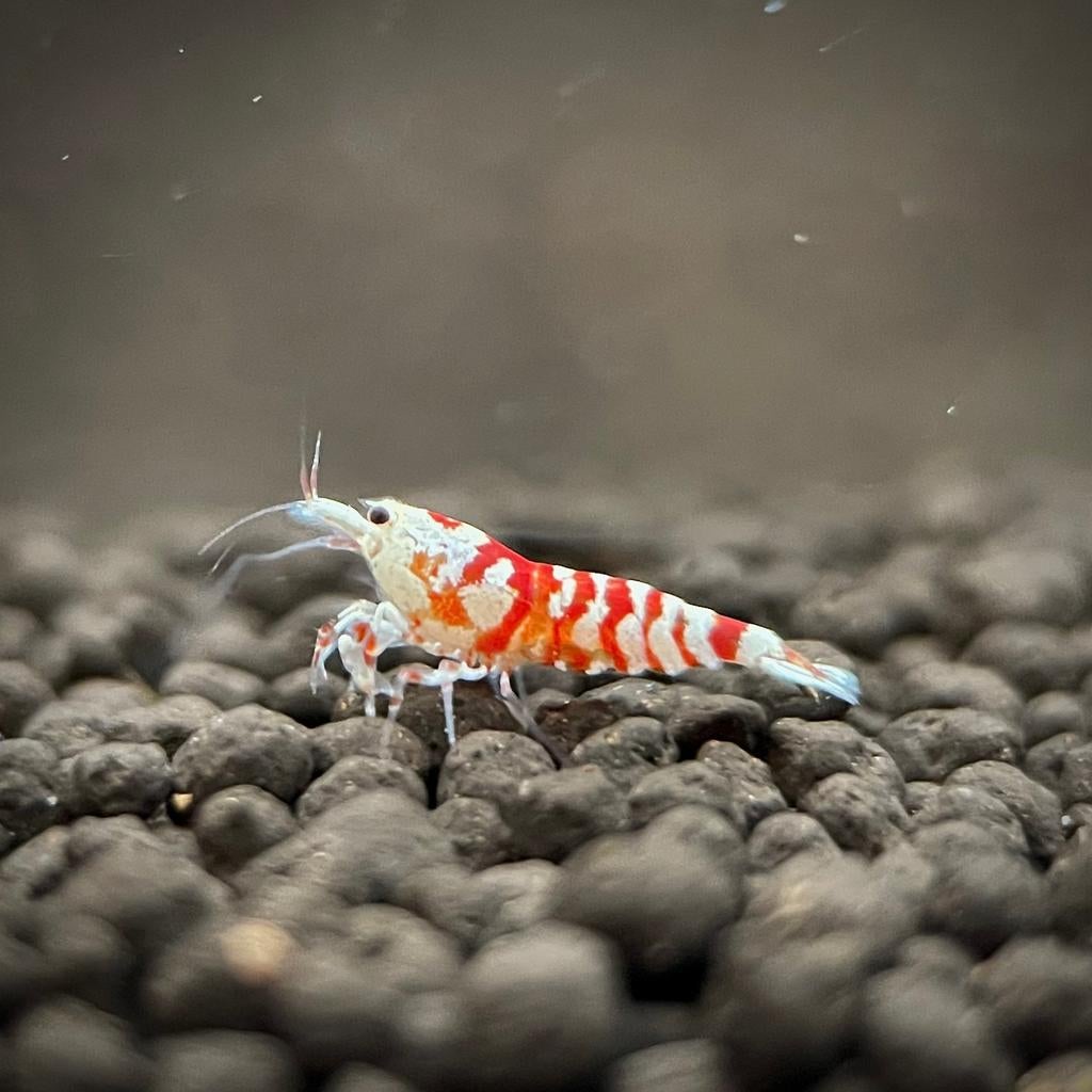 🦐 Red Fancy Tiger garnalen (Caridina), Dieren en Toebehoren, Vissen | Aquariumvissen, Kreeft, Krab of Garnaal