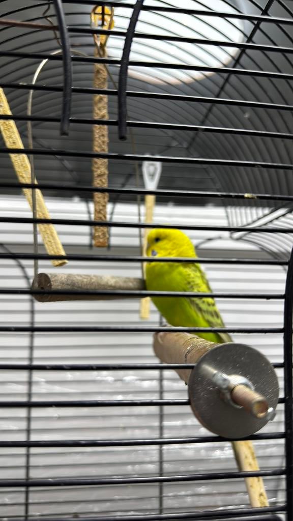 2 grasparkieten, Dieren en Toebehoren, Vogels | Parkieten en Papegaaien