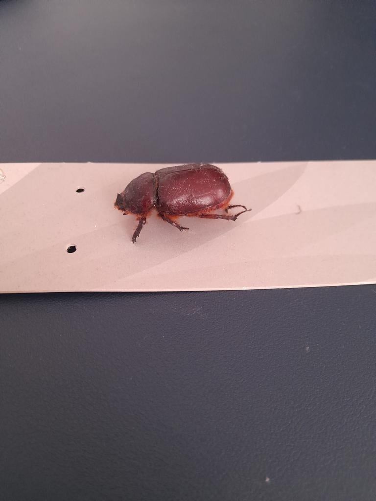 Kever, Overige soorten