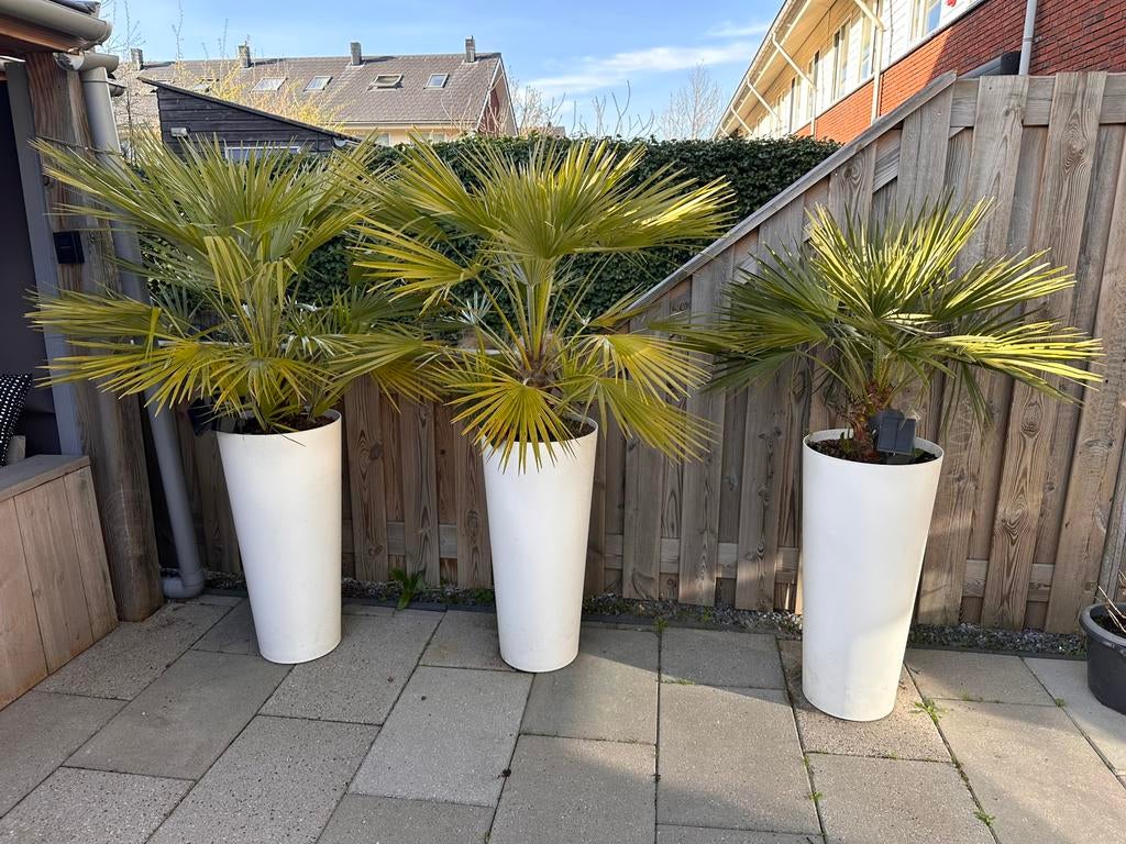Palm achtige, Ophalen, Bloeit niet, Overige soorten, Volle zon
