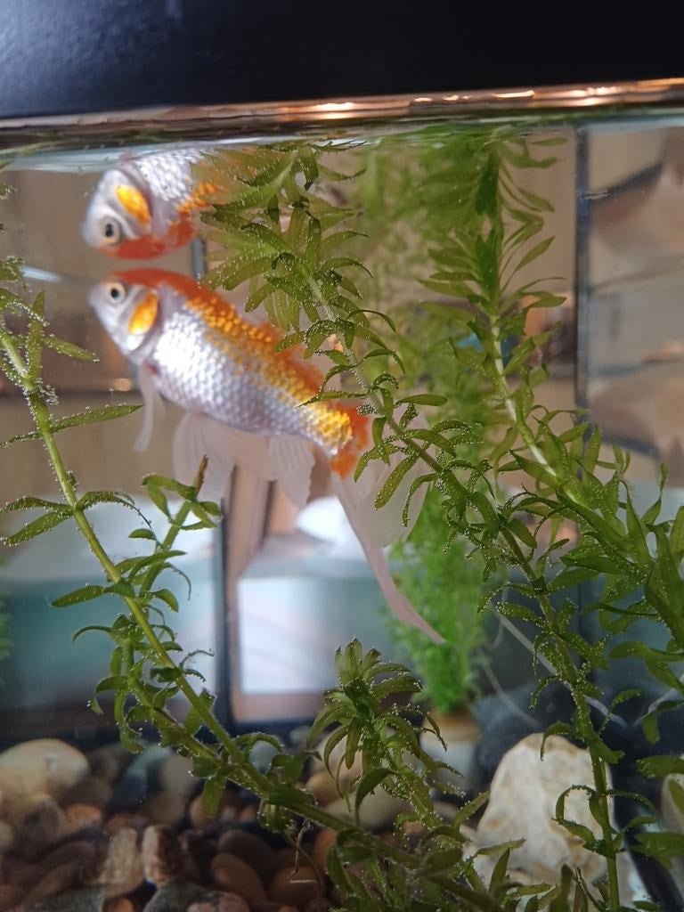 Goudvis Jaap opzoek naar nieuw vriendje, Ophalen of Verzenden