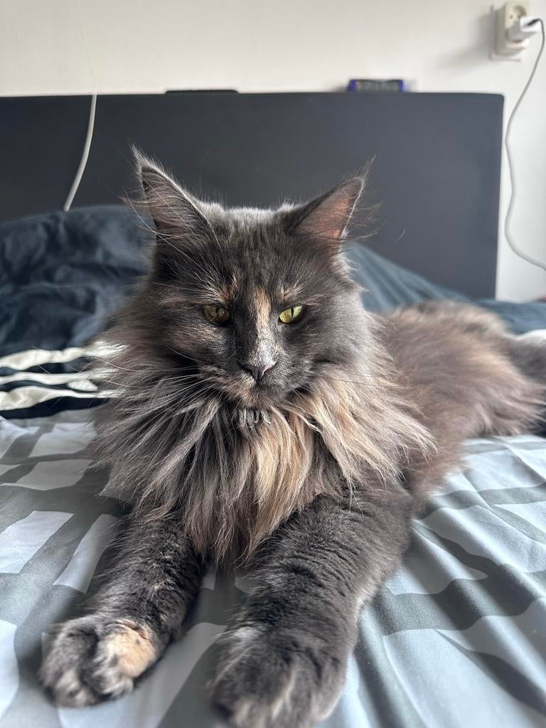 Grijsblauwe kat, raszuivere Maine Coon, 4,5 kg, Poes