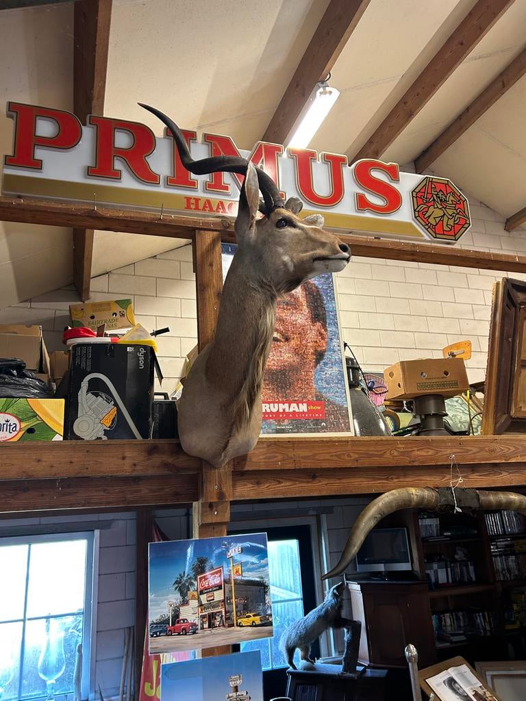 Opgezette Kudu - Prachtig Decoratiestuk, Ophalen of Verzenden