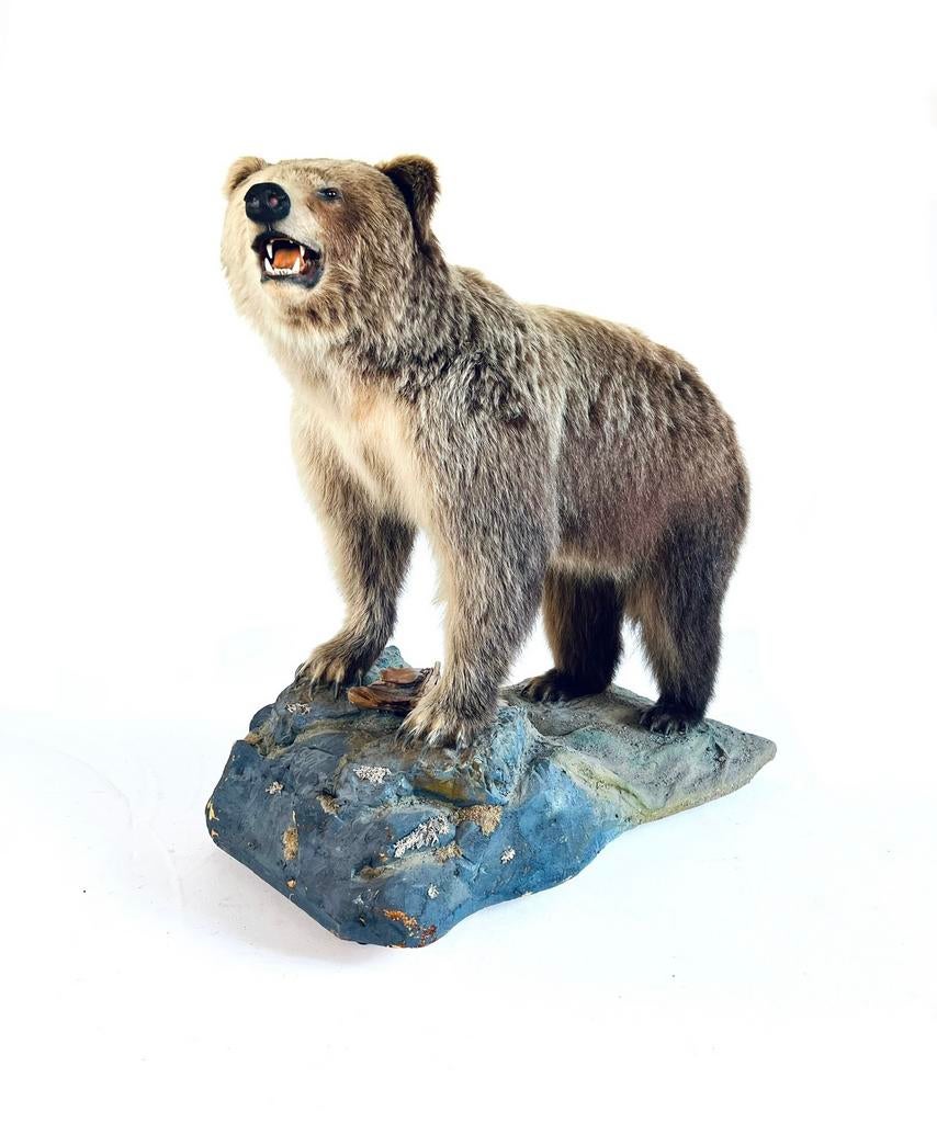 Taxidermie Canadese Grizzly beer + documenten 2023, Ophalen of Verzenden, Zo goed als nieuw, Overige soorten, Opgezet dier