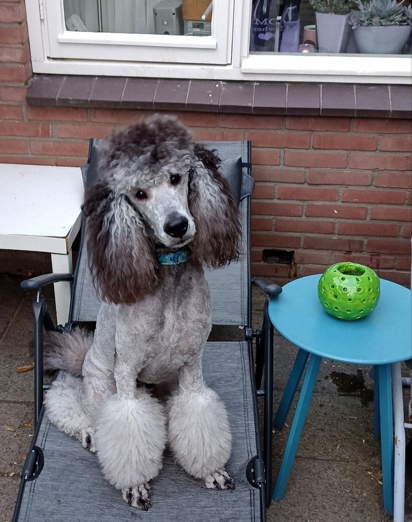 Mooie zilvergrijze koningspoedel dekreu met stamboom, Reu, 1 tot 2 jaar, Parvo, Eén hond