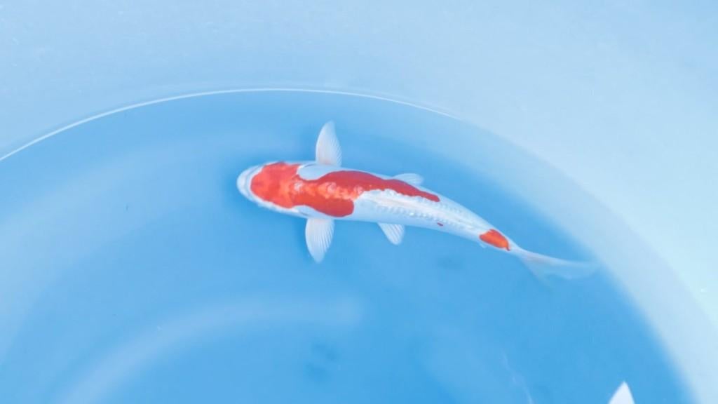 Japanse koi karper 25cm "Doitsu Beni Kikokuryu", Karper of Koi