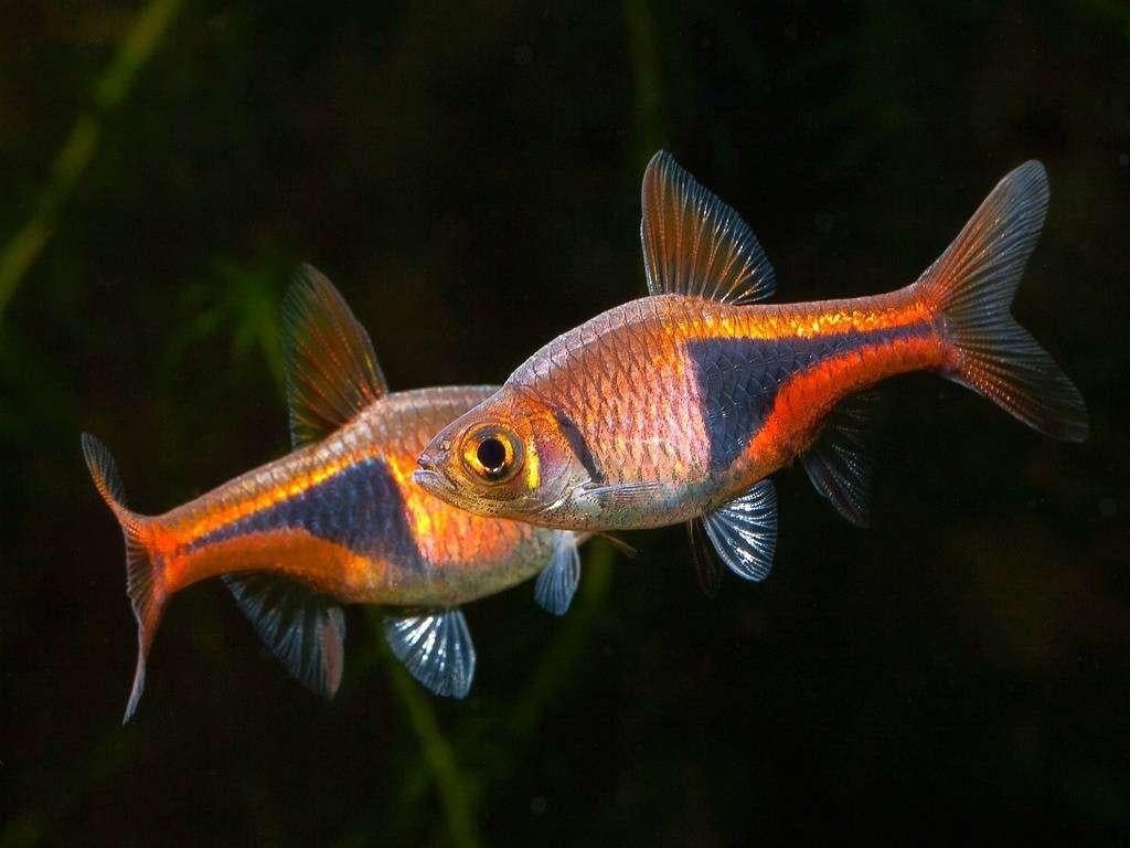 Gezocht Tetra's, Danio's, Zalmpjes en Kegelvlekjes opvang, Vis, Zoetwatervis, Schoolvis