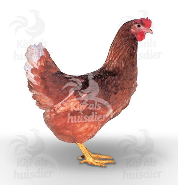 Jonge bruine legkippen leghennen kippen te koop, Dieren en Toebehoren, Pluimvee, Kip, Vrouwelijk