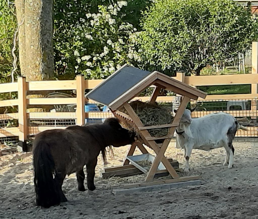 hooiruif, Ophalen of Verzenden, Nieuw, Overige soorten