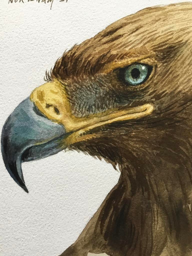 Aquarel Steenarend geschilderd door Nurilham, Ophalen of Verzenden