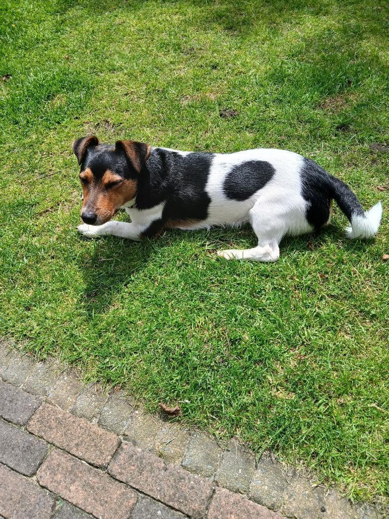 Jack Russel Reu, dek reu, Dieren en Toebehoren, Honden | Dekreuen, Parvo, Reu, 1 tot 2 jaar, Eén hond