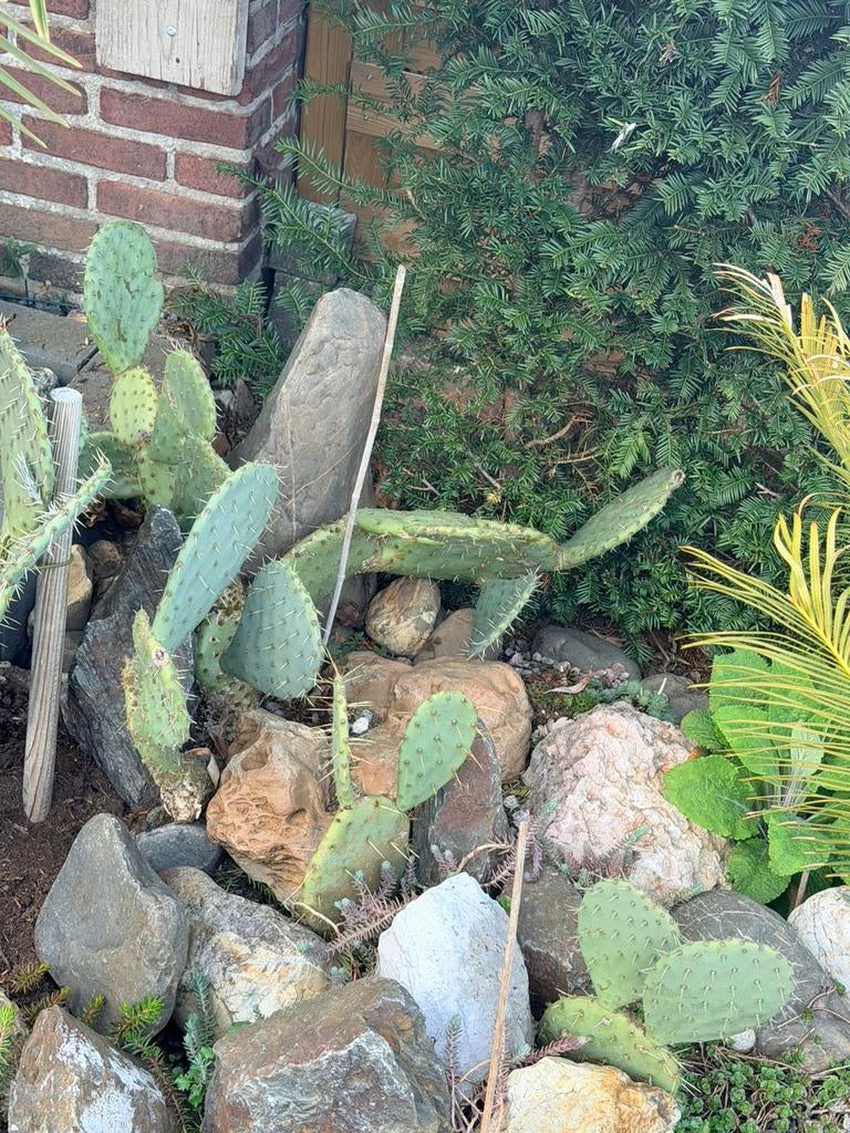 Cactus — opuntia ( blad ), Ophalen, Overige soorten, Volle zon