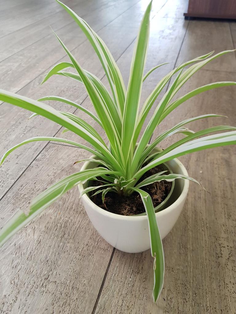 Gras lelie kamerplant, Ophalen of Verzenden, Halfschaduw, Minder dan 100 cm