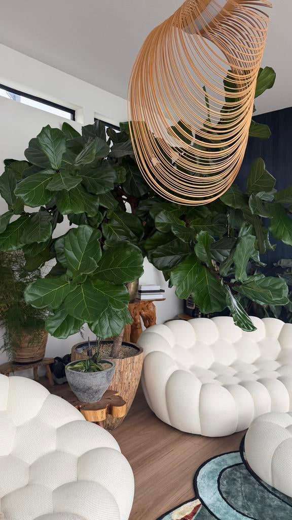 Grote Ficus Lyrata - Vioolbladplant in stijlvolle pot, Ophalen, Ficus, 200 cm of meer, Halfschaduw