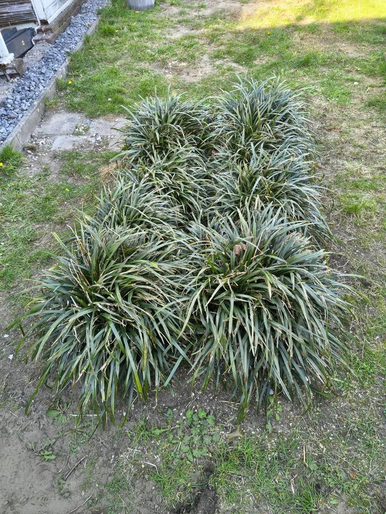 Gratis af te halen siergras, Ophalen, Siergrassen, Volle zon