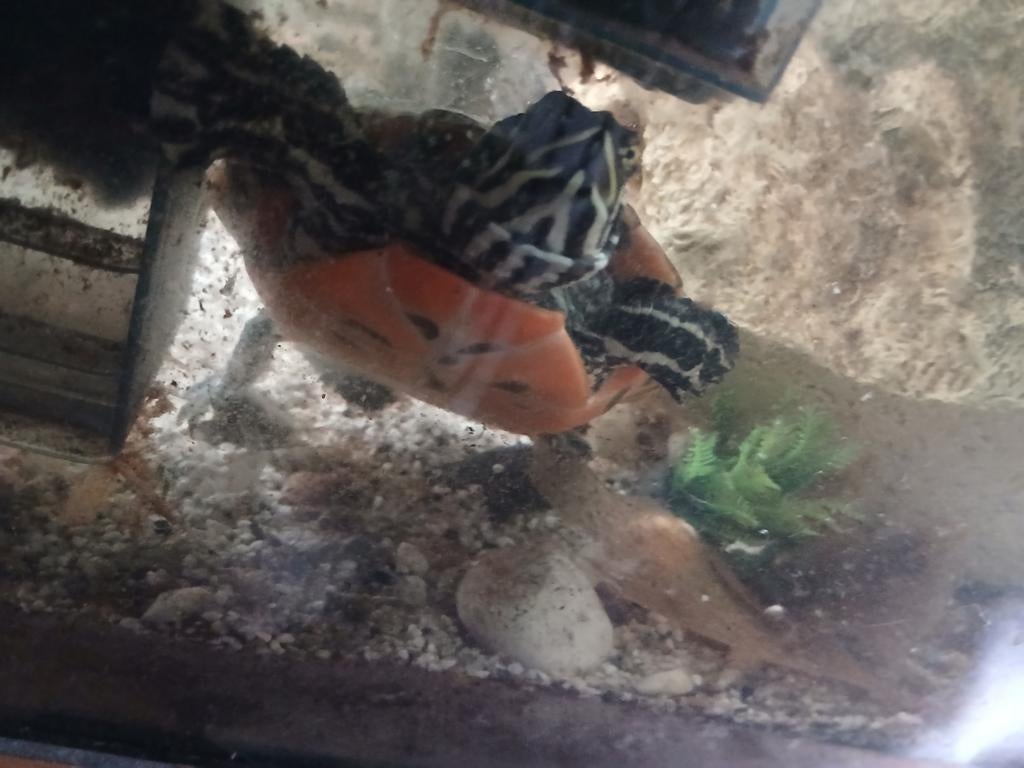 Mooie schildpadden, Dieren en Toebehoren, Reptielen en Amfibieën, Schildpad