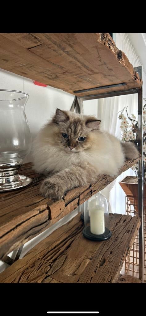 Super lieve poes, Dieren en Toebehoren, Katten en Kittens | Overige Katten, Poes, Langharig, 3 tot 5 jaar