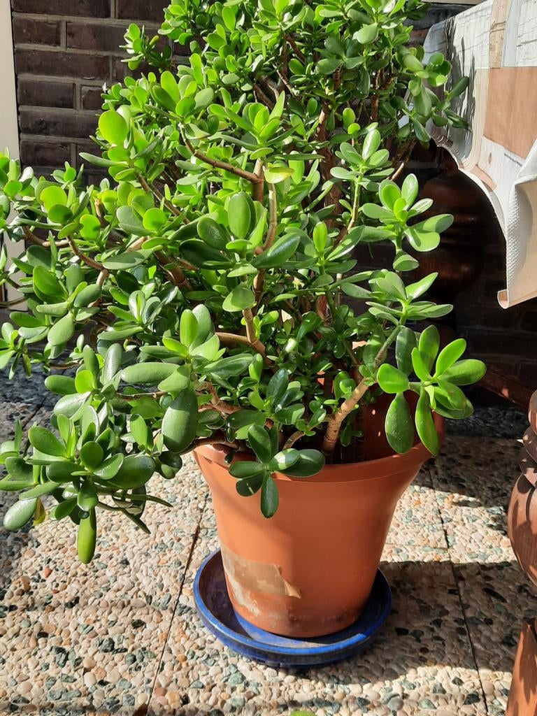 Prachtige grote Crassula's Jadeplant Geldboom - Vetplanten, Vetplant, Ophalen of Verzenden, In pot, Minder dan 100 cm