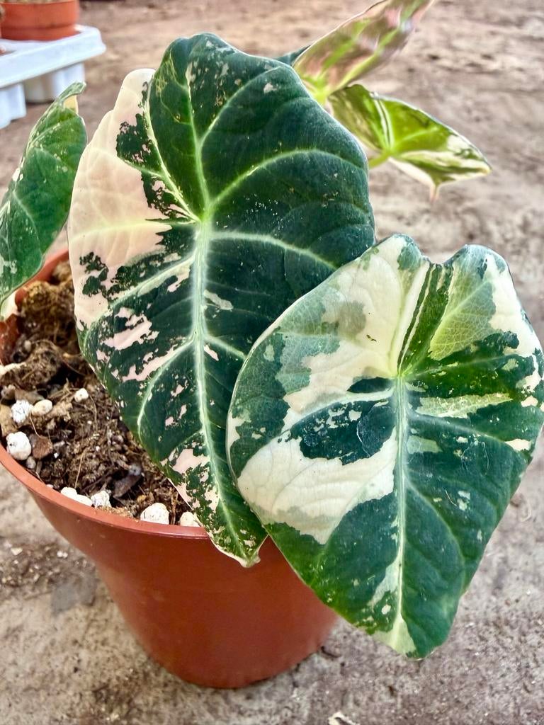 Alocasia Black Velvet Pink Variegata p12, Huis en Inrichting, Kamerplanten, Ophalen of Verzenden