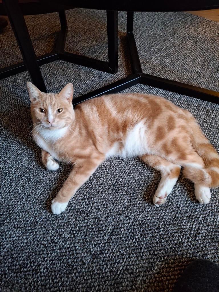 VERMIST onze kater Savie, Dieren en Toebehoren, Katten en Kittens | Overige Katten, Kater, Kortharig, 3 tot 5 jaar