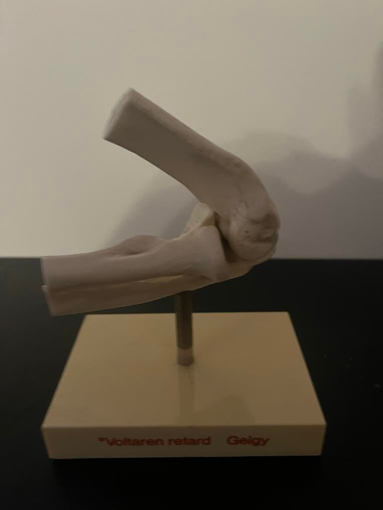 Anatomische modellen: knie, elleboog, wervelkolom, Gebruikt, Anatomweg, Info@anatomie.com, Ophalen of Verzenden