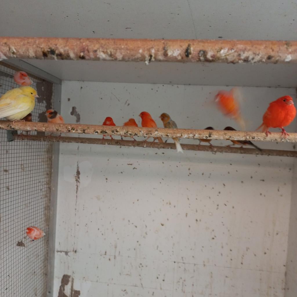 Te koop 25 kanarie, Geslacht onbekend, Kleurkanarie