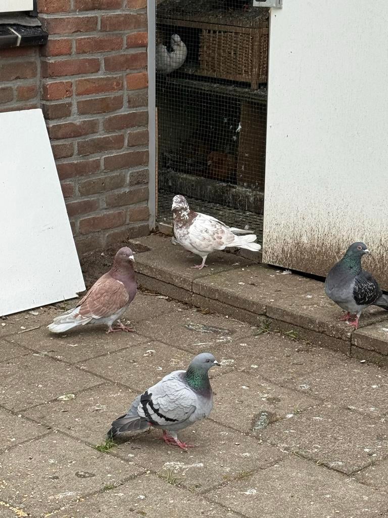 Duif/duiven, Dieren en Toebehoren, Vogels | Duiven, Meerdere dieren, Overige soorten