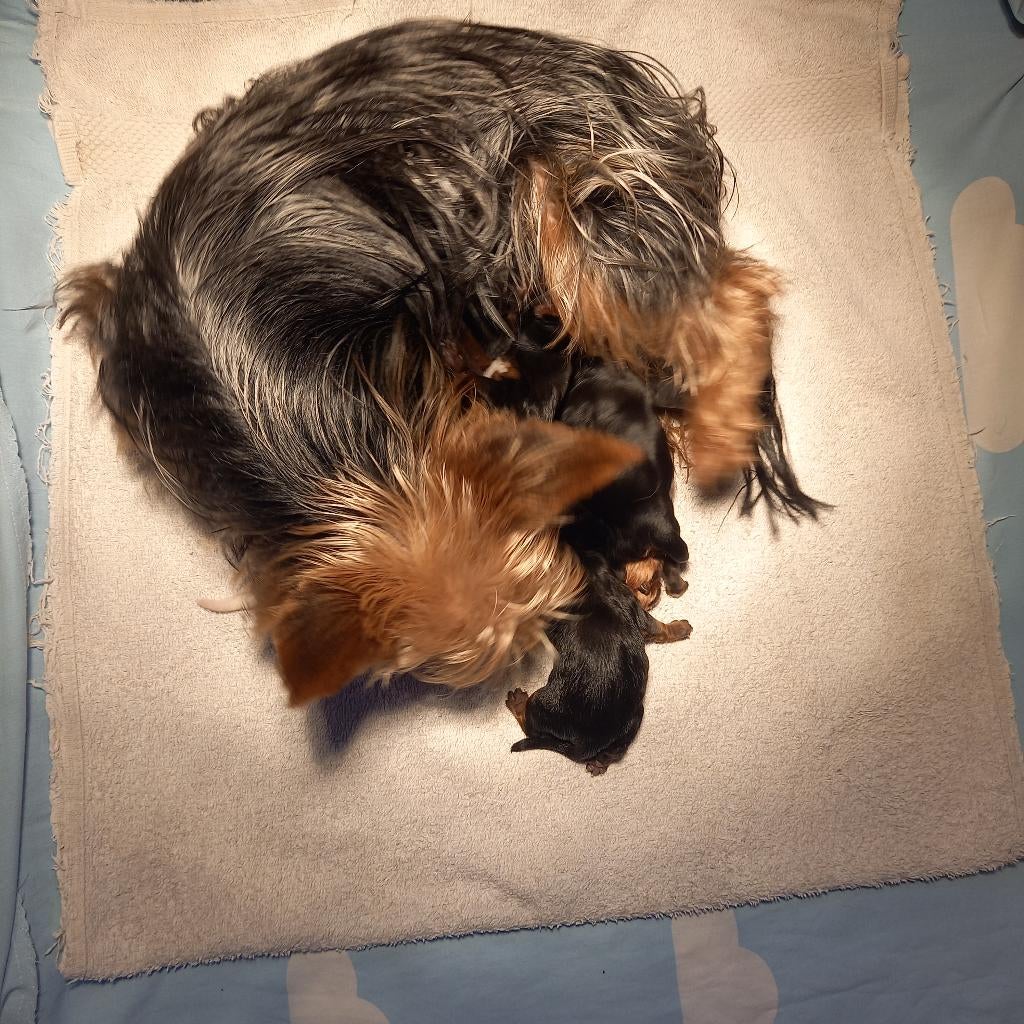 Biewer / Yorkshire Terriër teefje Black and Gold, Dieren en Toebehoren, Yorkshire Terriër, Parvo, 8 tot 15 weken, Meerdere