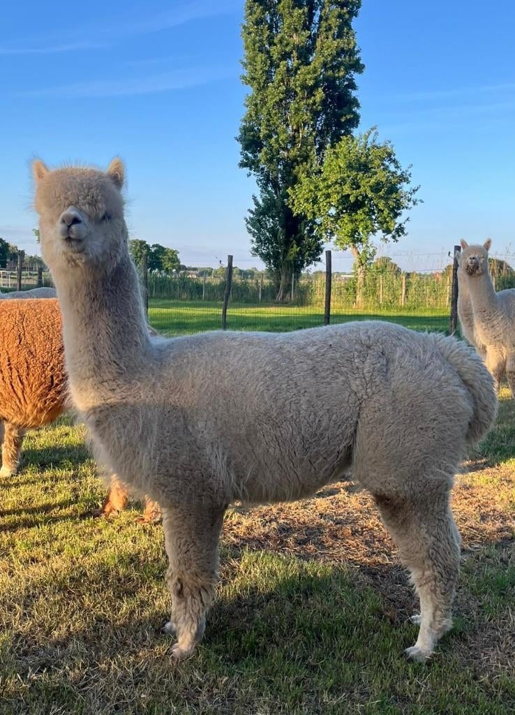 Te koop : Alpaca Voorstehoeve Josephientje, Dieren en Toebehoren, Overige Dieren, Juni, Vrouwelijk