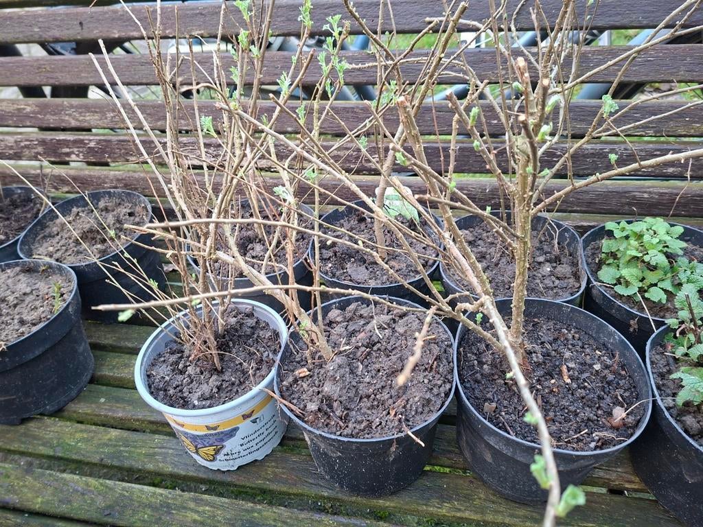 Colaplant 4stuks €8 per plant, Tuin en Terras, Ophalen, Volle zon