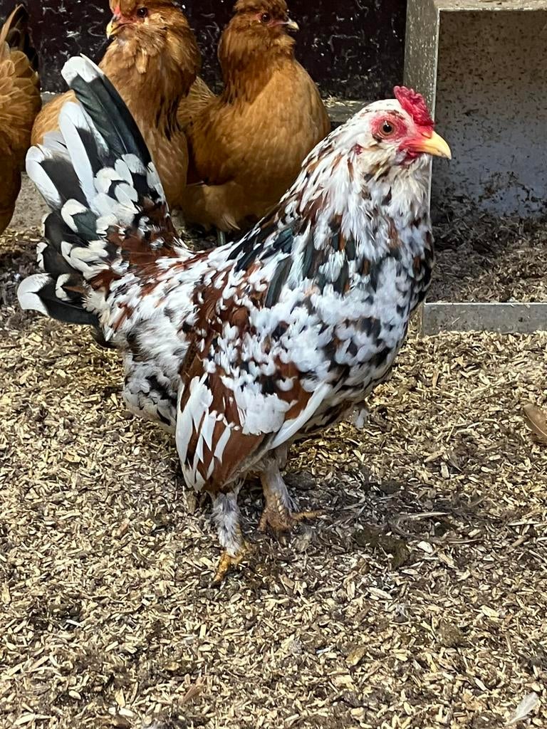 Leuk bont krielhaantje, Mannelijk, Kip