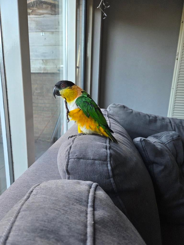 Zwartkop caique met kooi, Dieren en Toebehoren, Vogels | Parkieten en Papegaaien, Vrouwelijk, Papegaai, Tam