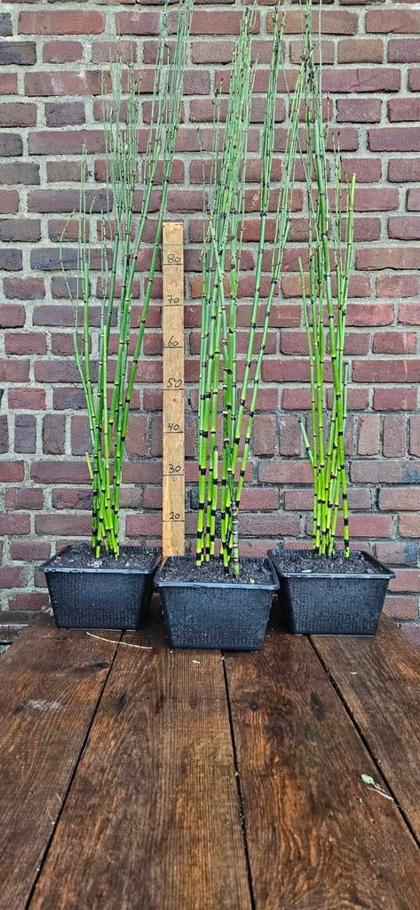 Equisetum japonicum Japanse holpijp, vijver plant, Ophalen