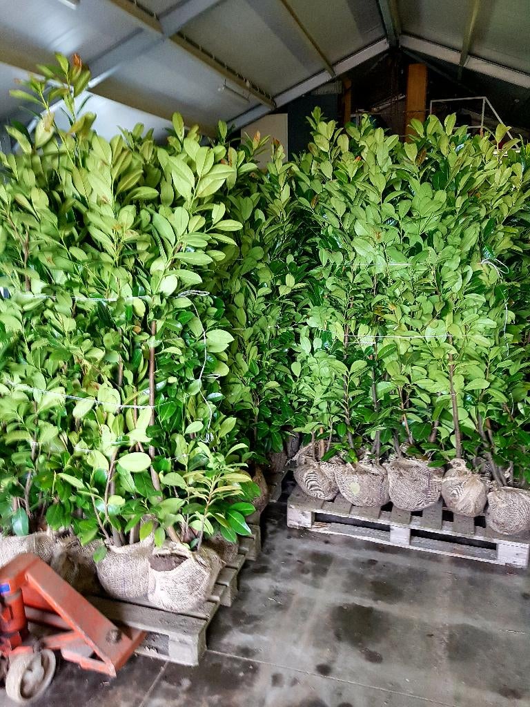 laurier rotundifolia te koop, Ophalen, Laurier, Struik, 100 tot 250 cm